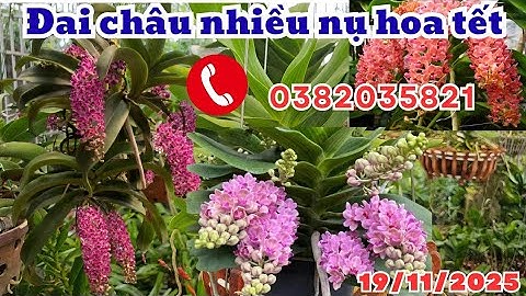 LAN ĐAI CHÂU NHIỀU NỤ - HOA TẾT- LH 0382 035