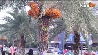Pokok kurma berbuah di Kelantan Pokok kurma berbuah di Kelantan