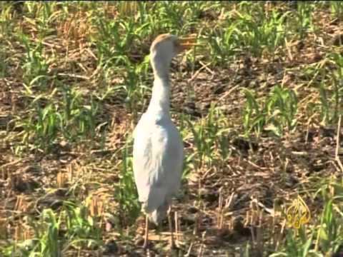 معاناة الفلاح المصري في الماضي وآمال المستقبل