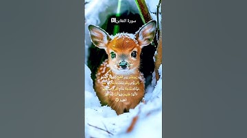 سورة التغابن(3)