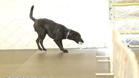 AKC Directed Retrieve Game