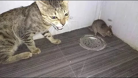 为什么猫捉老鼠不会被咬，而人捉老鼠会被咬呢？看完你就都懂了！ - 天天要闻