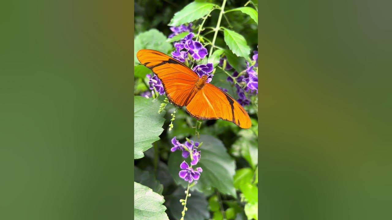 A Butterfly at the Bronx Zoo butterfly garden can be watched close up