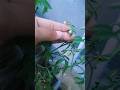 Growing Tomato 🍅 at home #learning # gardening