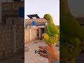 Mittha Speaking Clearly And Saying  //Mere Jajsa Gana kaon Ga Raha Haj#aseel you tube#shorts@MrBeast