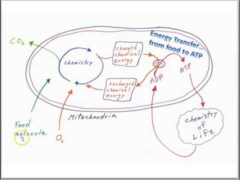 تصویری: چگونه میتوکندری کویزلت ATP تولید می کند؟