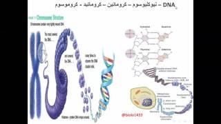 نظرة؛ من الجين للكروموسوم
