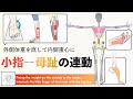外側体重（スネが疲れる・外もも張る）を直して内側重心にするコツ｜小指ー母趾の連動