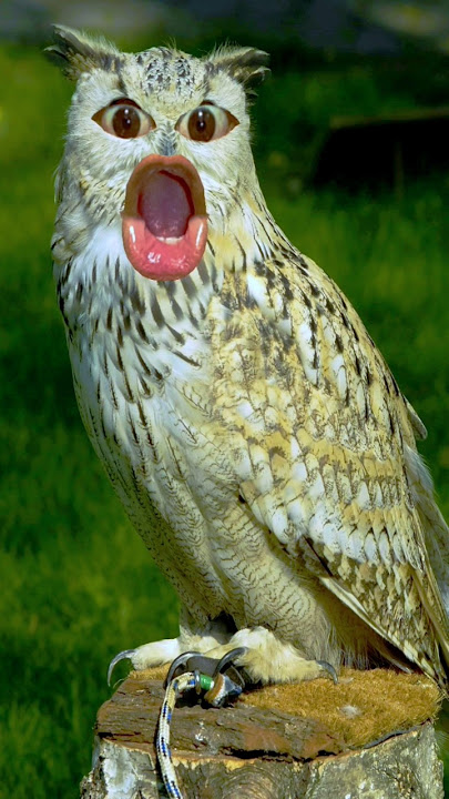owl sounds 🦉🦉🦉