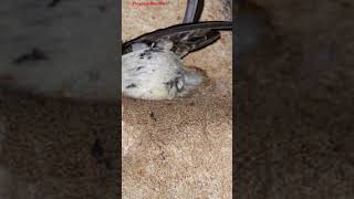 Most Expensive Nest