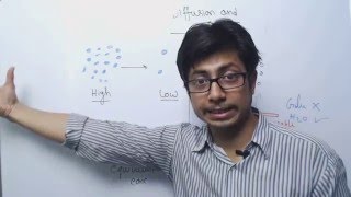 Diffusion and Osmosis