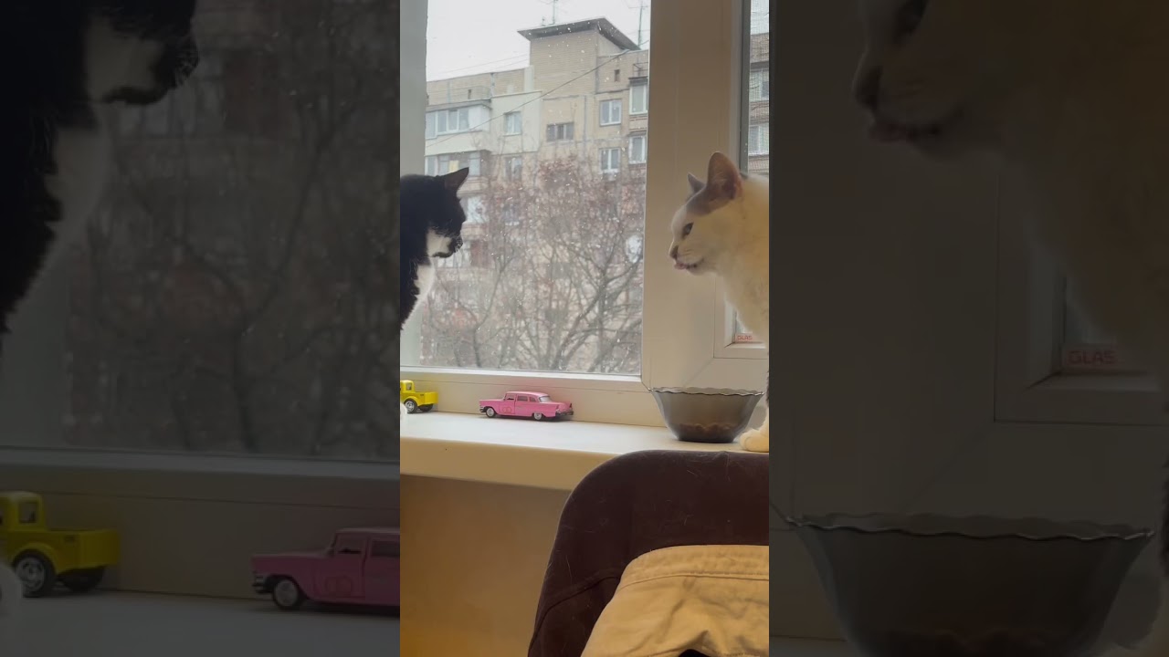 Cat morning 😺 Sweet and Cute Cat video 2024 New Funny cat video 2024 Sweet video for lucky Sunday