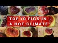 Top 10 figs  hot desert climate