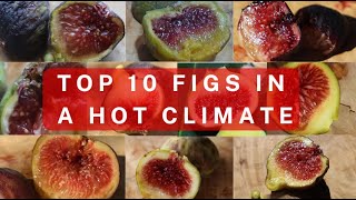 Top 10 Figs - Hot Desert Climate