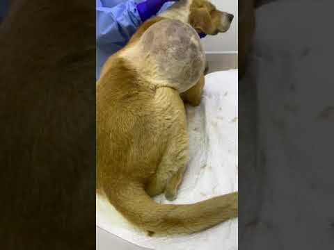 Video: Studiu: 50% din câinii de salvare au fost incorect marcați ca Pitbulls de personalul adăpostului