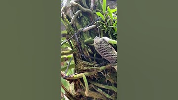 Tại sao nhà vườn lại trồng lan Ngọc điểm trên gỗ#ngocdiem #lanngocdiem #shorts #bacsilecongtien