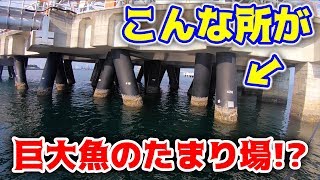 巨大魚が大量発生している場所をついに発見した!! 巨大魚が大量発生している場所をついに発見した!!