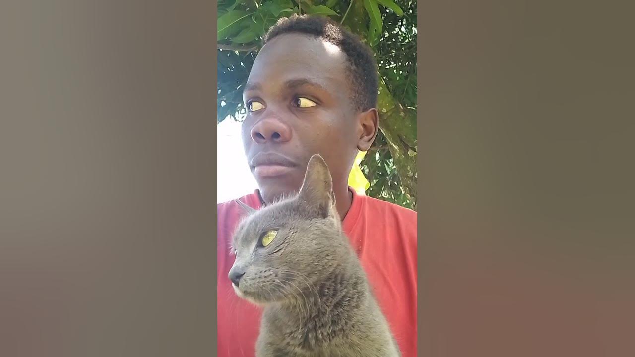 #cover #music #remix #song #cat #butifyoucloseyoureyes #musicgenre #funny