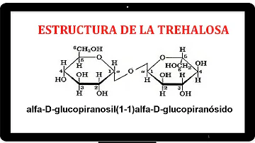 ¿Qué alimentos contienen trehalosa?