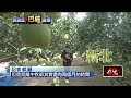 文旦八月才能收...巴威颱風將襲農民憂災損
