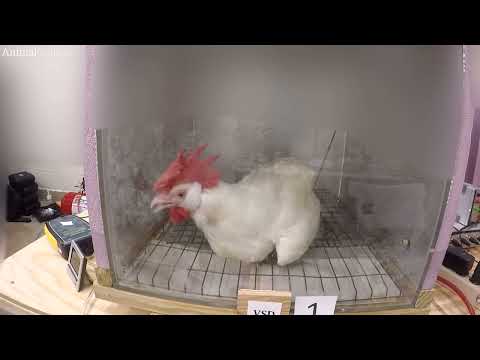 Cruel Chicken-Killing Experiments Funded by Poultry Industry - Uncovered by Animal Outlook