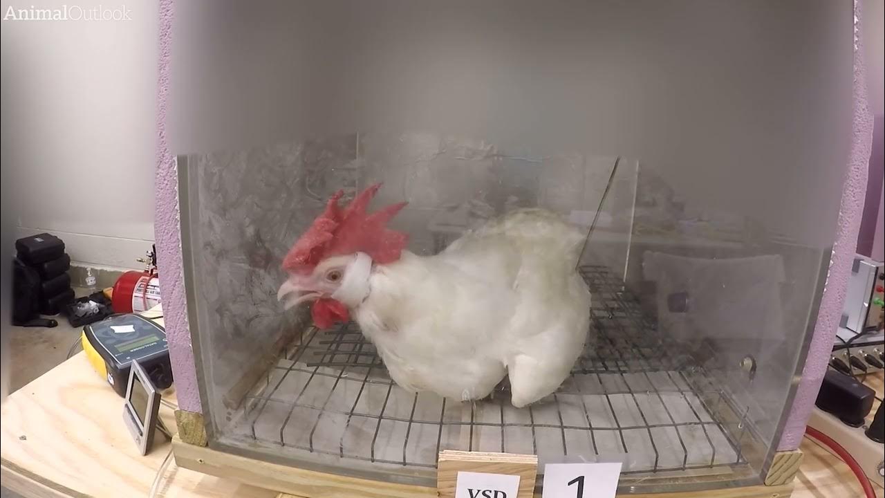 Cruel ChickenKilling Experiments Funded by Poultry Industry