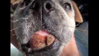 DEGLOVED puppy update with Feral Molly and Roadie by Greg King Canine Recovery 1,716 views 6 years ago 5 minutes, 25 seconds