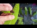 Замиокулькас Вариегатный!!!Big leaf yellow variegated!!Зензи,Равен,размножение,укоренение,пересадка.
