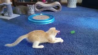 Kitten Plays with Laser Pointer