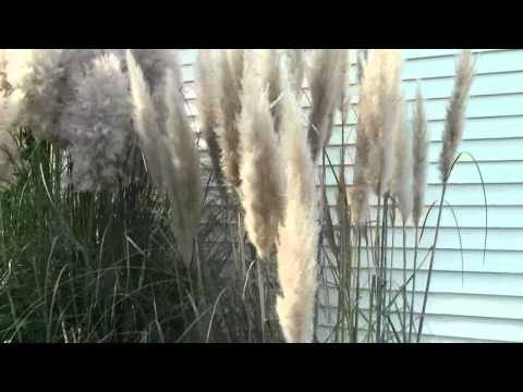فيديو: نباتات بامباس العشبية - كيف يمكنني التخلص من عشب بامباس