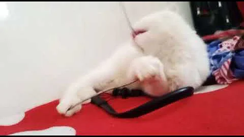 Video 6735181: white persian cat, white male kitten