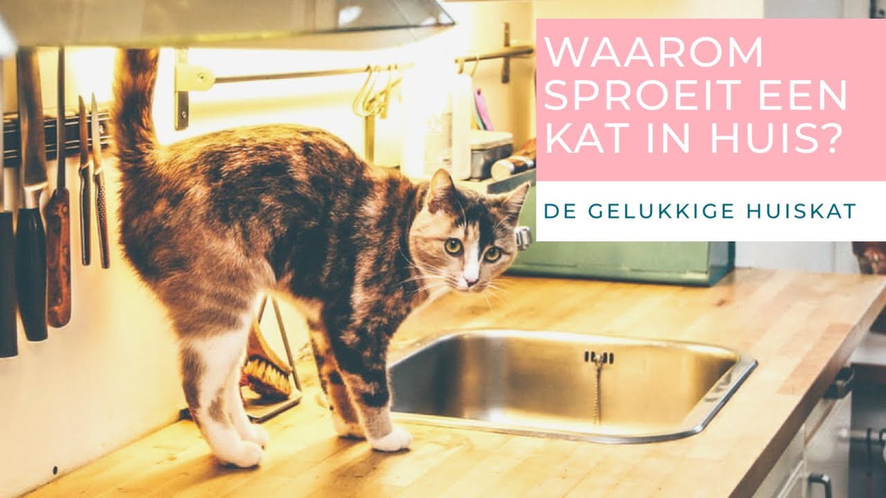 injecteren Boekhouding gijzelaar WAAROM SPROEIT EEN KAT IN HUIS? - De gelukkige huiskat - kattengedrag -  YouTube