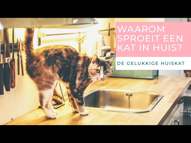 Waarom Sproeit Een Kat In Huis? - De Gelukkige Huiskat - Kattengedrag -  Youtube