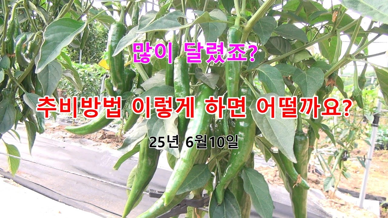 고추가 많이 달리는 이유있는 고추 추비방법