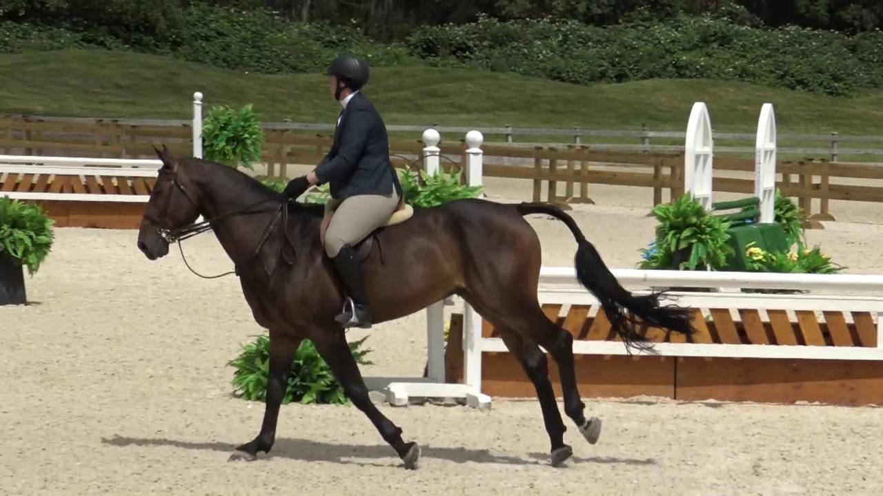 Boston Sale Horse July 2016 new YouTube