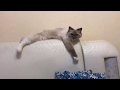 Котята разыгрались (Ragdoll Cat)