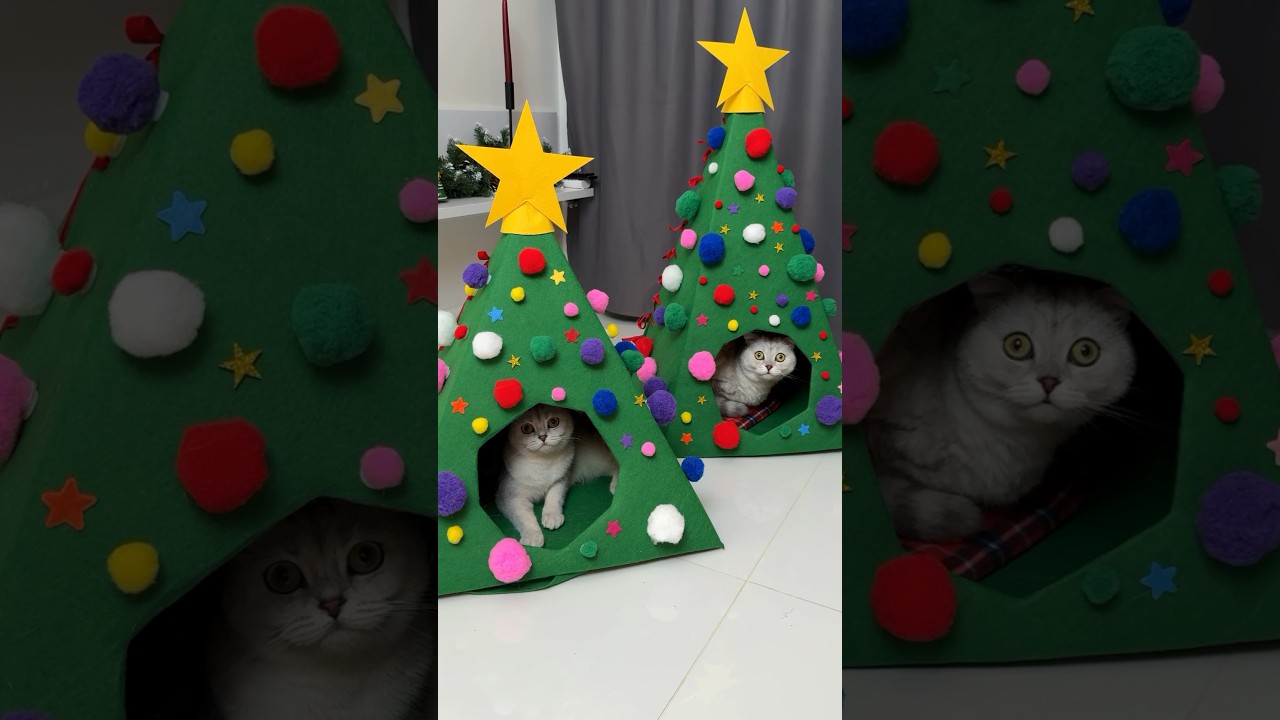 Christmas tree for cats #cat #cats