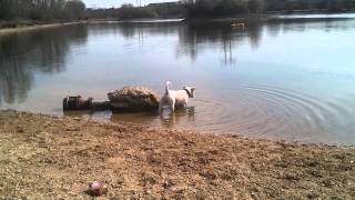 Staffordshire Bull Terrier 8 Months Old 1St Time In Lake Sylar