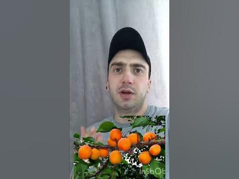 Армянская слива - YouTube