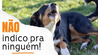 Coleira Anti Latido para Cachorro -  Adestramento - Caso Real!