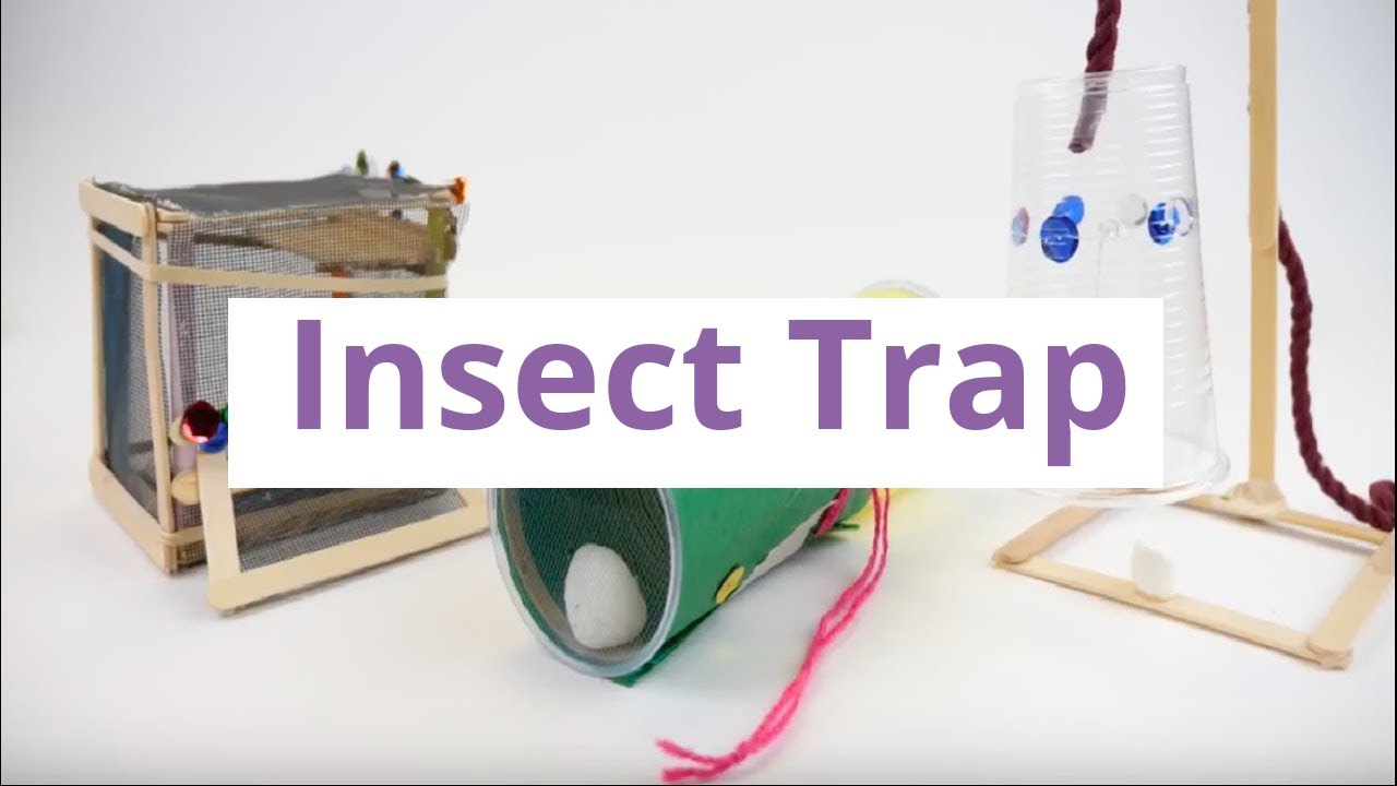 Build Your Own Insect Trap 