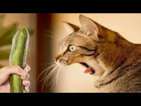 تصویری: چرا گربه ها با گربه ها مبارزه می کنند؟