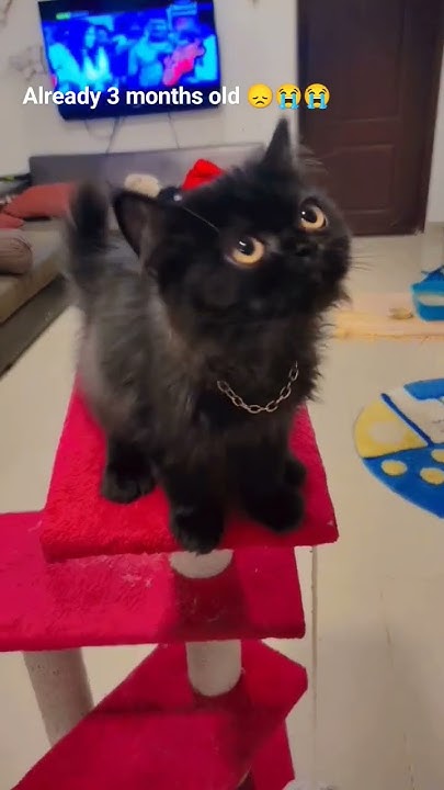 cat catlover kitten cute Why Is Time Passing So Quickly YouTube cat-catlover-kitten-cute-why-is-time-passing-so-quickly-youtube