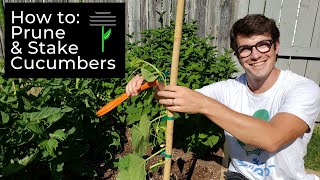 How to Prune and Stake Cucumbers