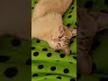 #gatos que tranquilidad que tiene goyo 🐈🥰👌🇧🇴
