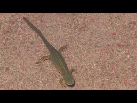 Video: Salamandre Reale (Salamandridae)
