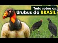 Urubus do Brasil | O incrível Urubu-rei | Como os urubus encontram comida?