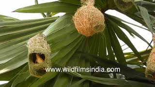 Females arrive to approve of males' handiwork, at Baya Weaver Bird nesting colony, before pairing up