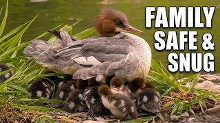 Goosander (Mergus merganser ♀) or Merganser with Ducklings [6]