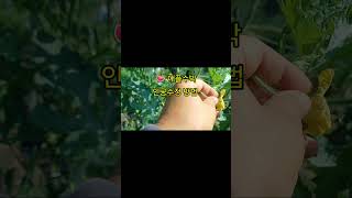 🍉 애플수박 인공수정 쉽게 따라하기(6/28) #애플수박 #텃밭농사